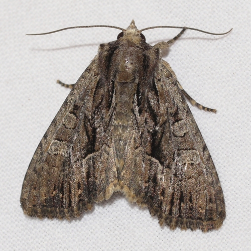 Mullein and Black-dashed Apamea Moths and Allies photo 5