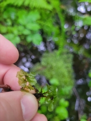 Rhizomnium punctatum image