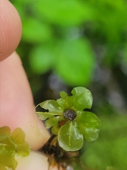 Rhizomnium punctatum image