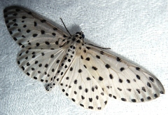 Antipercnia belluaria