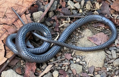 Jamaican Long-tailed Groundsnake