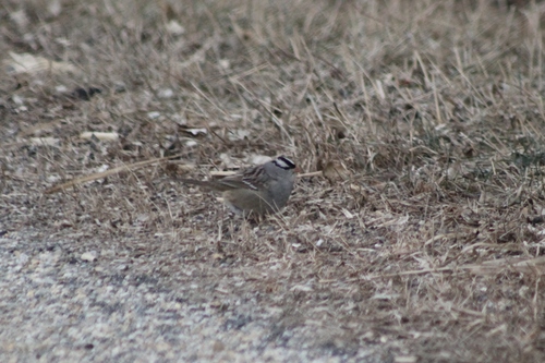 Eastern White-crowned Sparrow photographed in Connecticut