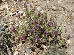 Salvia pachyphylla