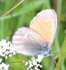Coenonympha rhodopensis