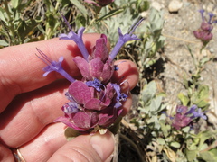 Salvia pachyphylla