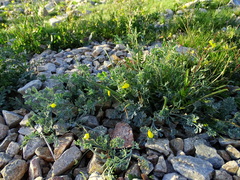 Eschscholzia minutiflora