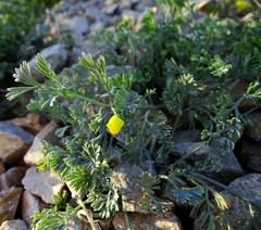 Eschscholzia minutiflora