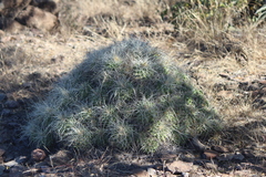 Mammillaria compressa compressa