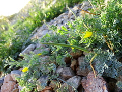 Eschscholzia minutiflora