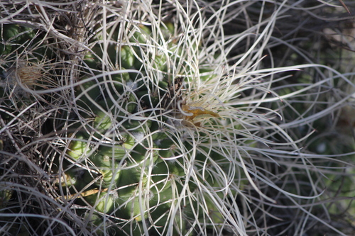 Image of Mammillaria compressa by (c) José Belem Hernández Díaz, some rights reserved (CC BY)