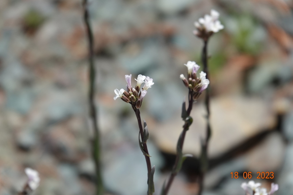 drummond's rockcress from Ouray County, CO, USA on June 18, 2023 at 10: ...