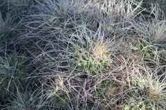 Mammillaria compressa compressa