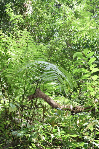 Pteris mertensioides observed 2019-07-23