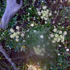 Lomatium dasycarpum