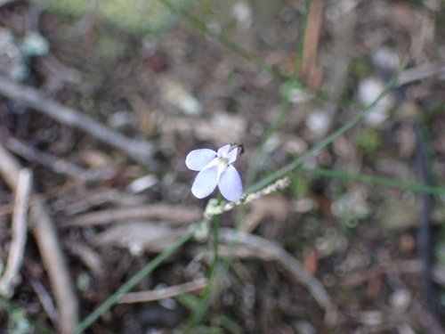 Image of Lobelia dasyphylla by (c) Ren Hoekstra, some rights reserved (CC BY)