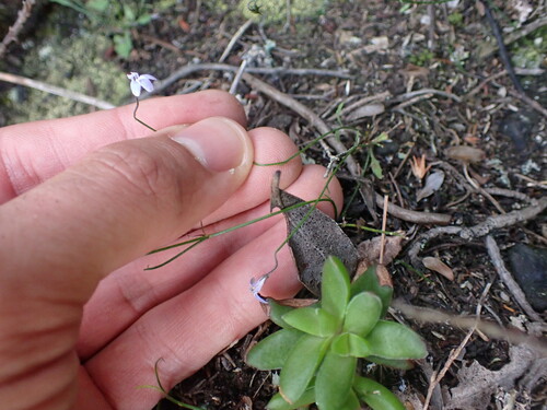 Langeberg Lobelia (Lobelia dasyphylla)