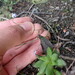 Lobelia dasyphylla 2