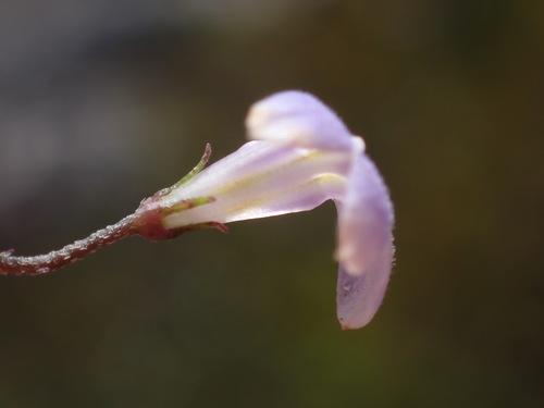 Image of Lobelia dasyphylla by (c) Ren Hoekstra, some rights reserved (CC BY)
