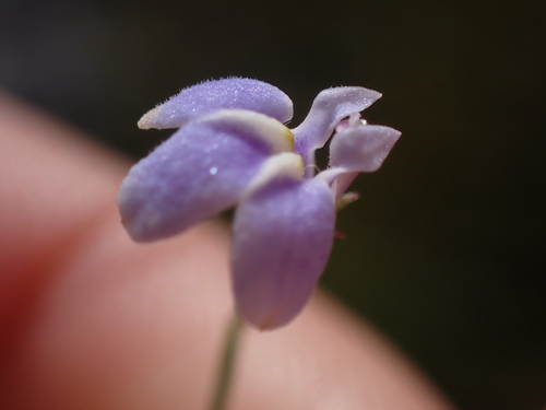 Image of Lobelia dasyphylla by (c) Ren Hoekstra, some rights reserved (CC BY)