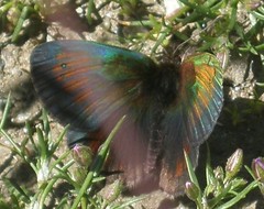 Erebia tyndarus