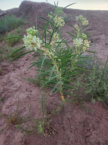 Image of Asclepias labriformis by (c) Jared Tholen, some rights reserved (CC BY)