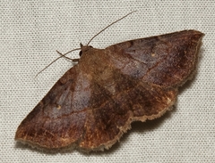 Lesmone detrahens