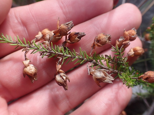 Image of Erica papyracea by (c) Ren Hoekstra, some rights reserved (CC BY)