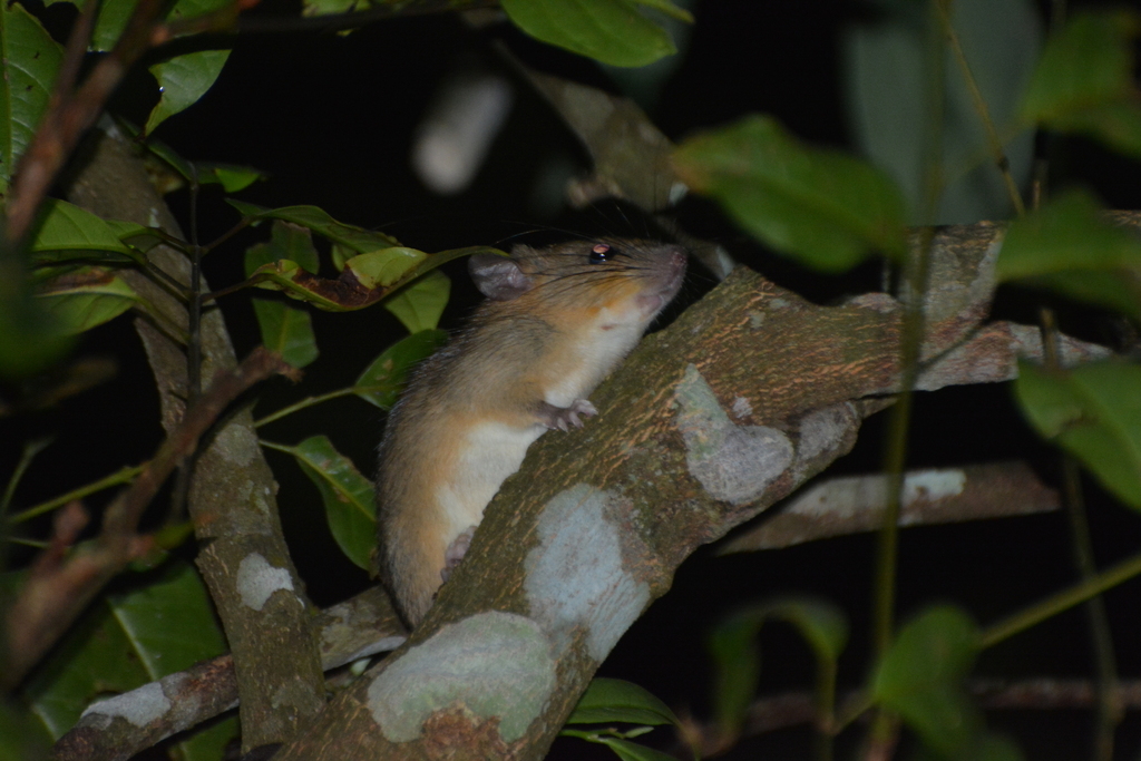 Lang Bian White-bellied Rat (Chiromyscus langbianis)
