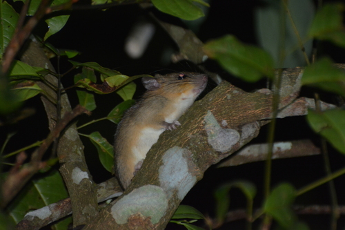 Lang Bian White-bellied Rat (Chiromyscus langbianis) — Data Deficient Mammalia