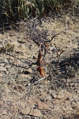 Bursera schlechtendalii (Bursera schlechtendalii)