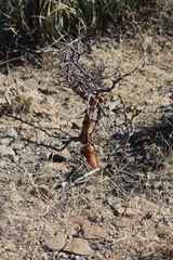 Bursera schlechtendalii