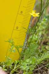 Leptosiphon acicularis