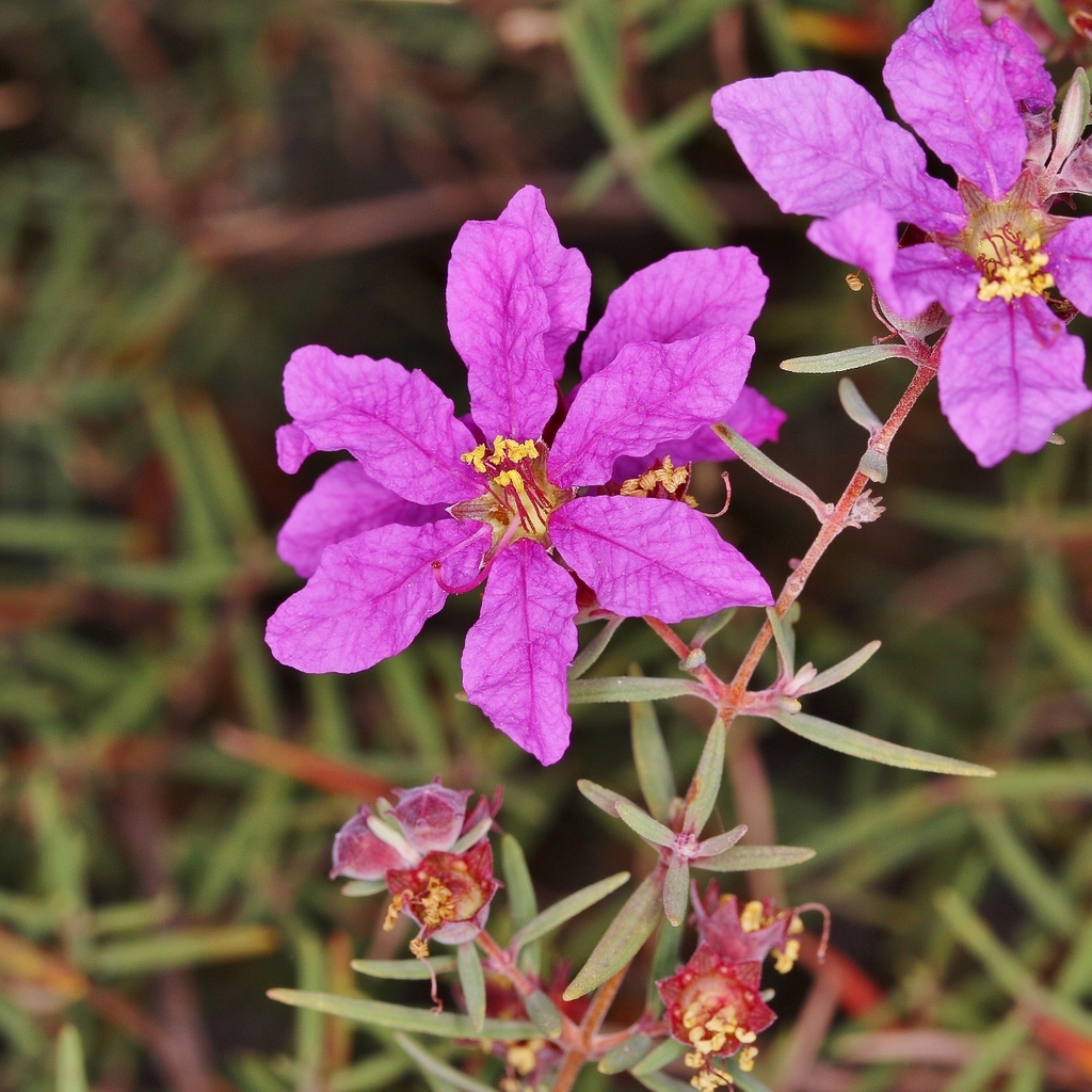 Diplusodon rosmarinifolius