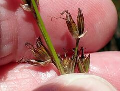 Juncus macrophyllus