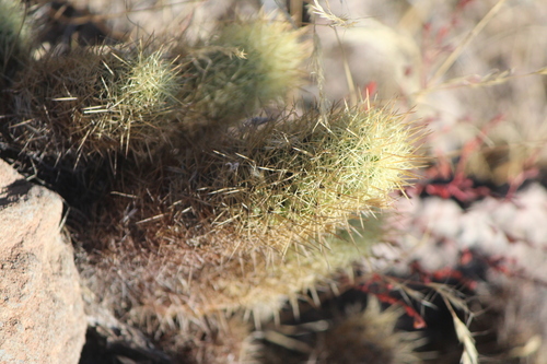 Mammillaria elongata
