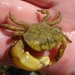 Big Hand Crab - Photo (c) Lisa Bennett, some rights reserved (CC BY), uploaded by Lisa Bennett