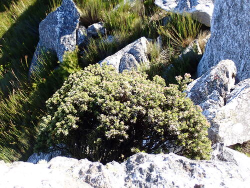 Image of Leucadendron radiatum by (c) Ren Hoekstra, some rights reserved (CC BY)