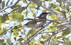 Gavicalis fasciogularis