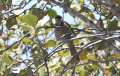 Gavicalis fasciogularis