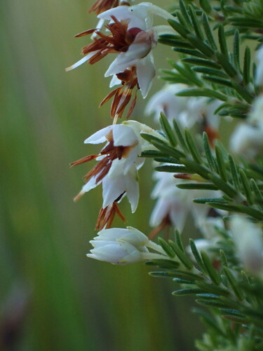 Image of Erica penicilliformis by (c) Ren Hoekstra, some rights reserved (CC BY)