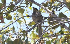 Gavicalis fasciogularis