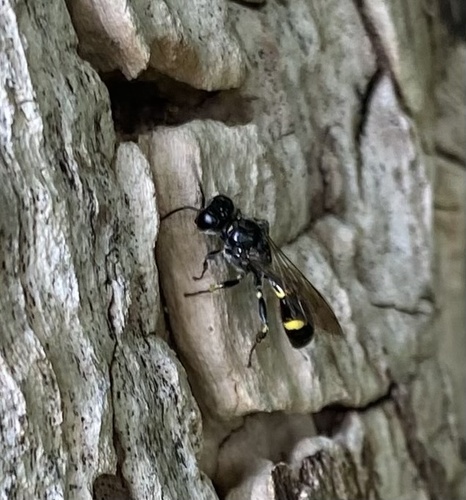 Blunt Tailed Digger Wasp