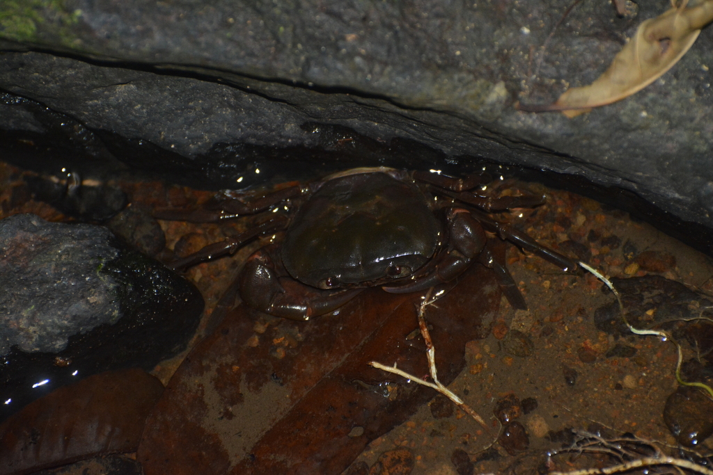 Villopotamon klossianum