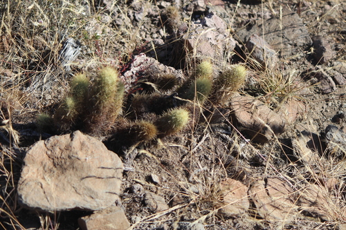 Mammillaria elongata