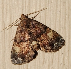 Metalectra richardsi