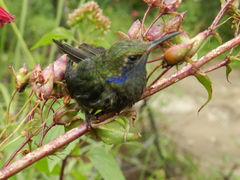 Colibri thalassinus