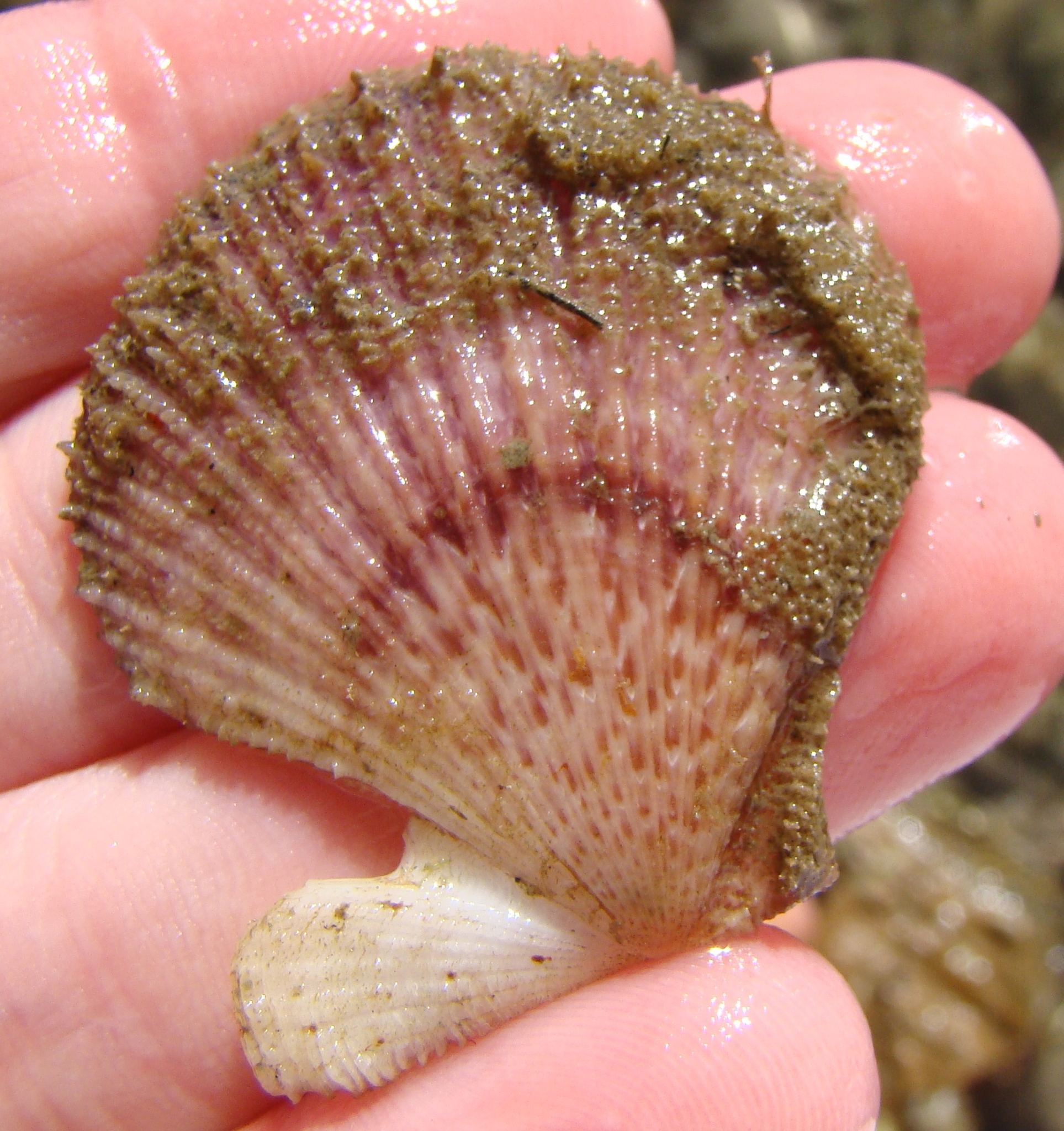 Waipu, Northland, New Zealand, Colourful scallop shells