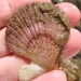 New Zealand Fan Scallop - Photo (c) Lisa Bennett, some rights reserved (CC BY), uploaded by Lisa Bennett
