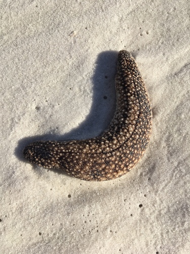 Holothuria princeps