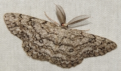 Hypomecis umbrosaria